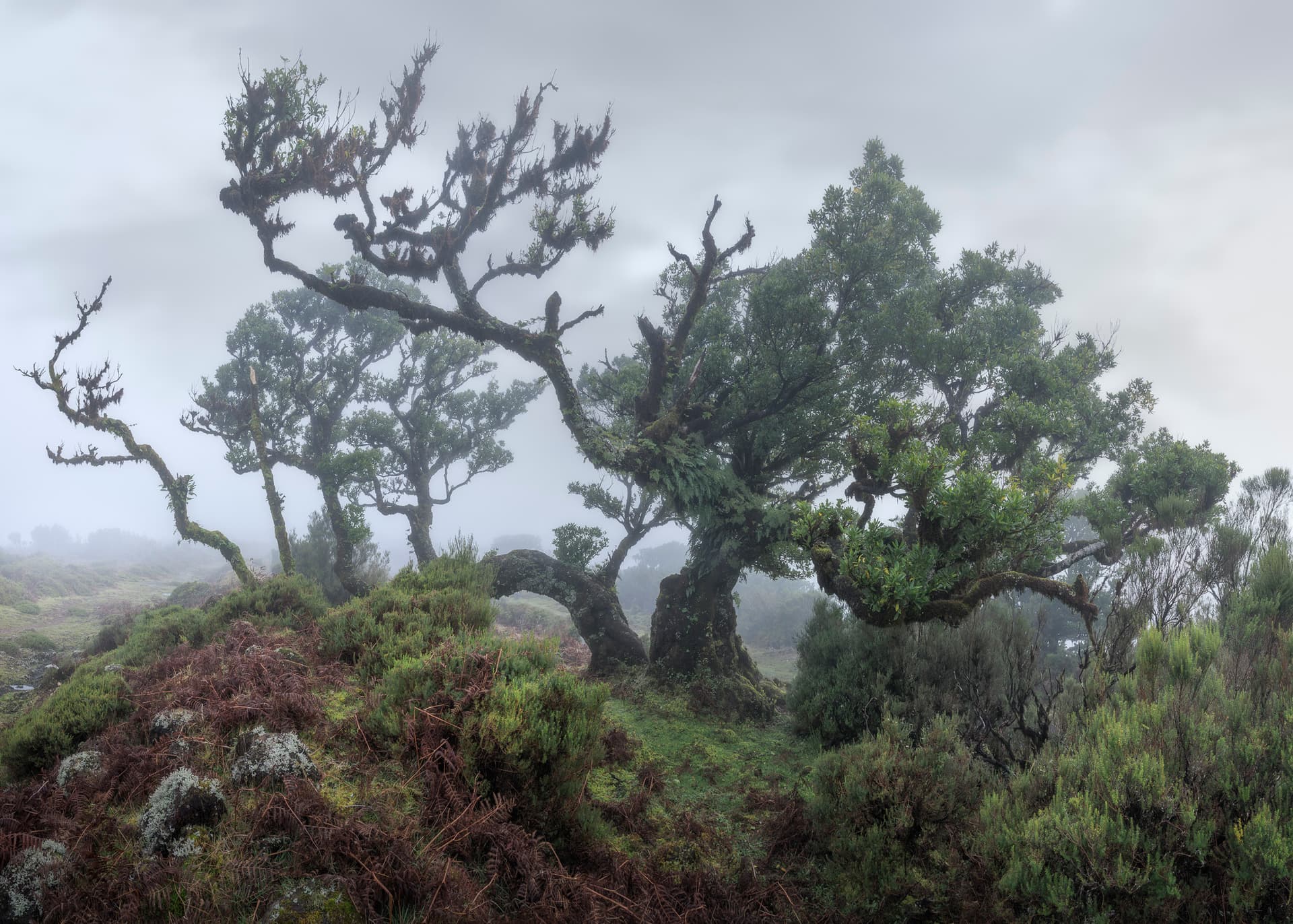 A friendly Tree