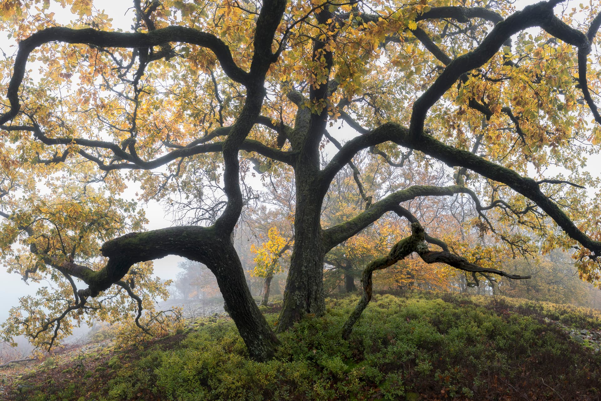 Arms of Autumn