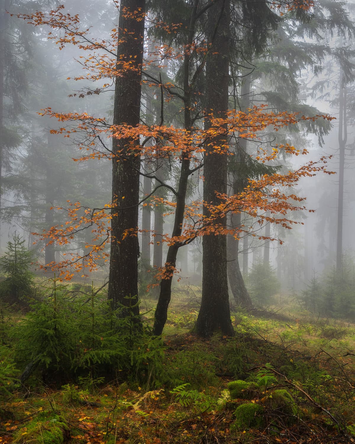 Autumn’s Lantern