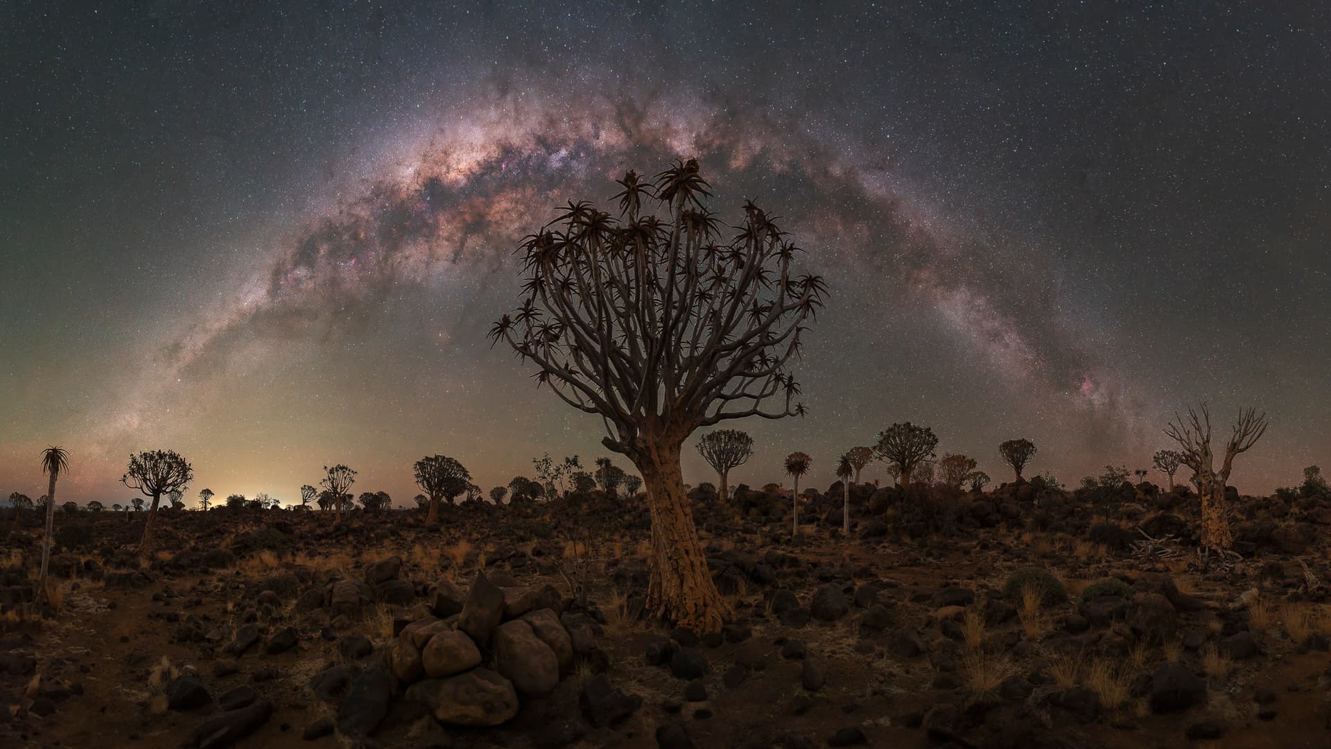 Cosmic Grove