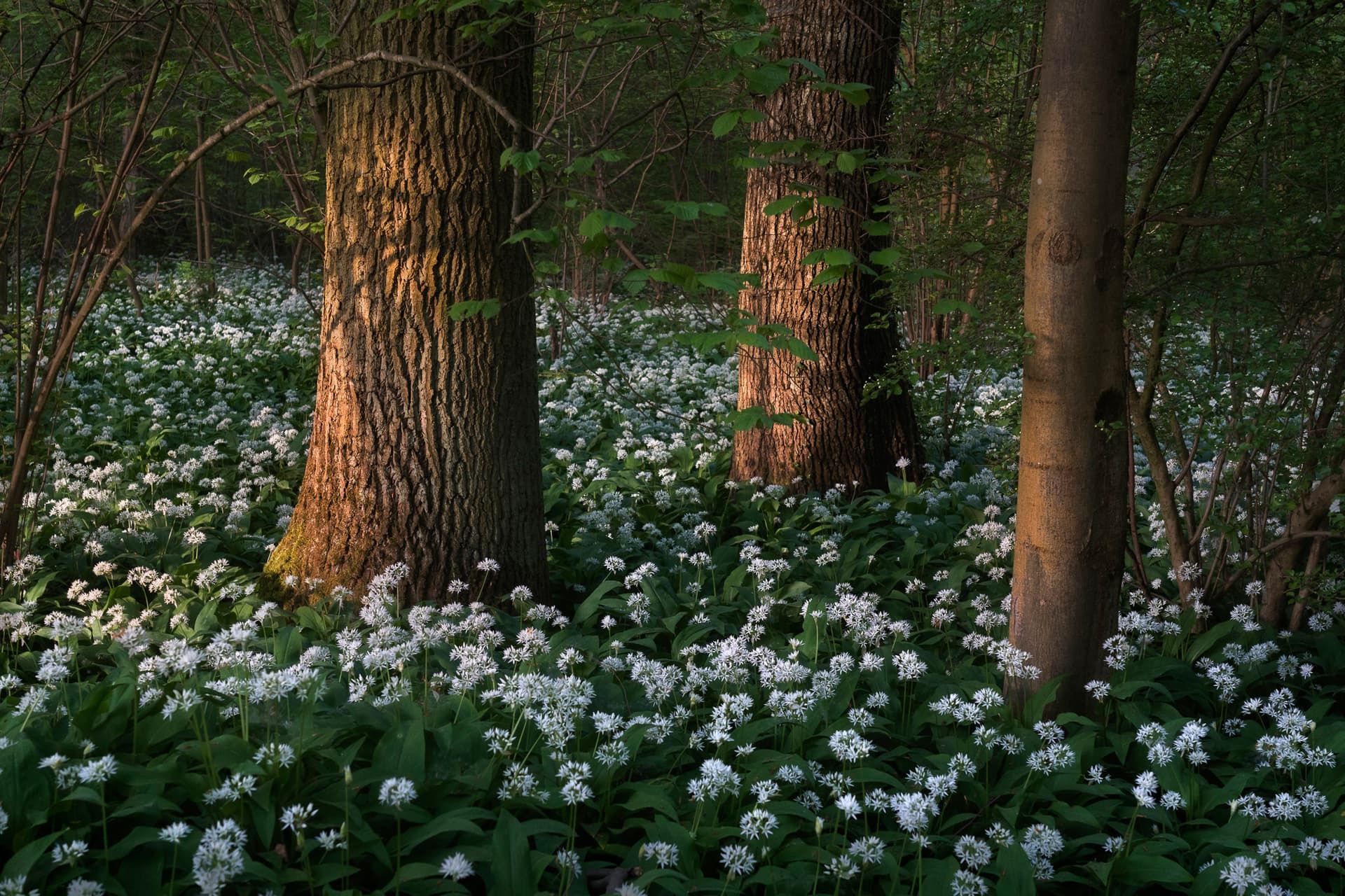 Dappled Bloom