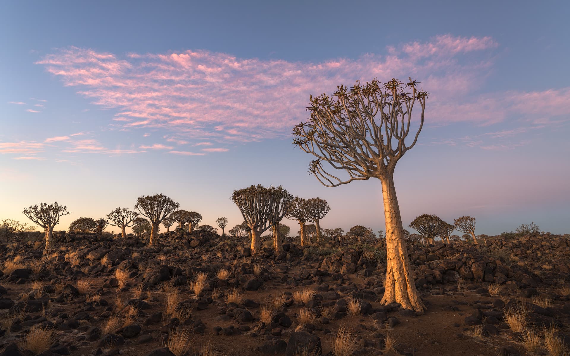 Desert Ballet