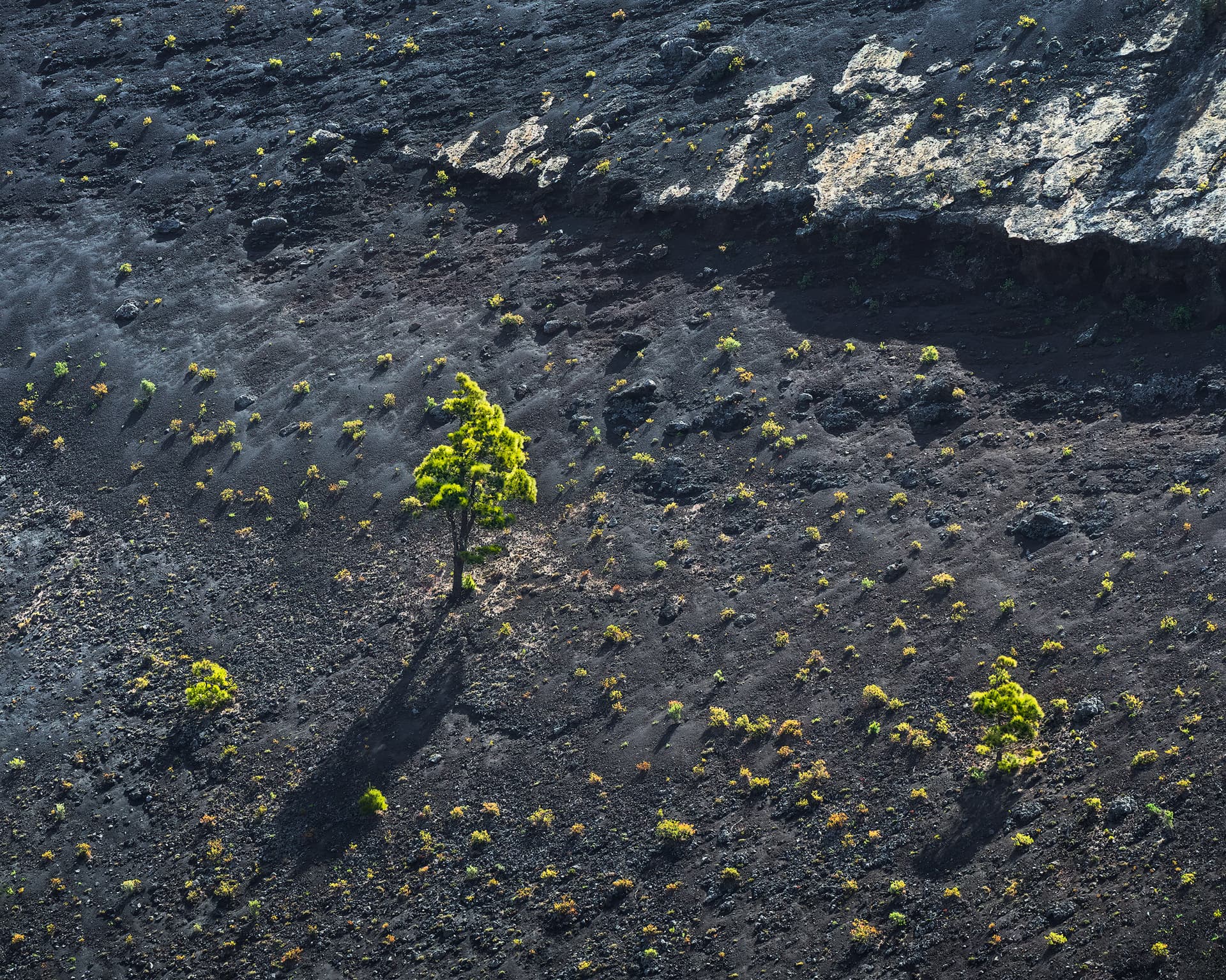 Echo of Life