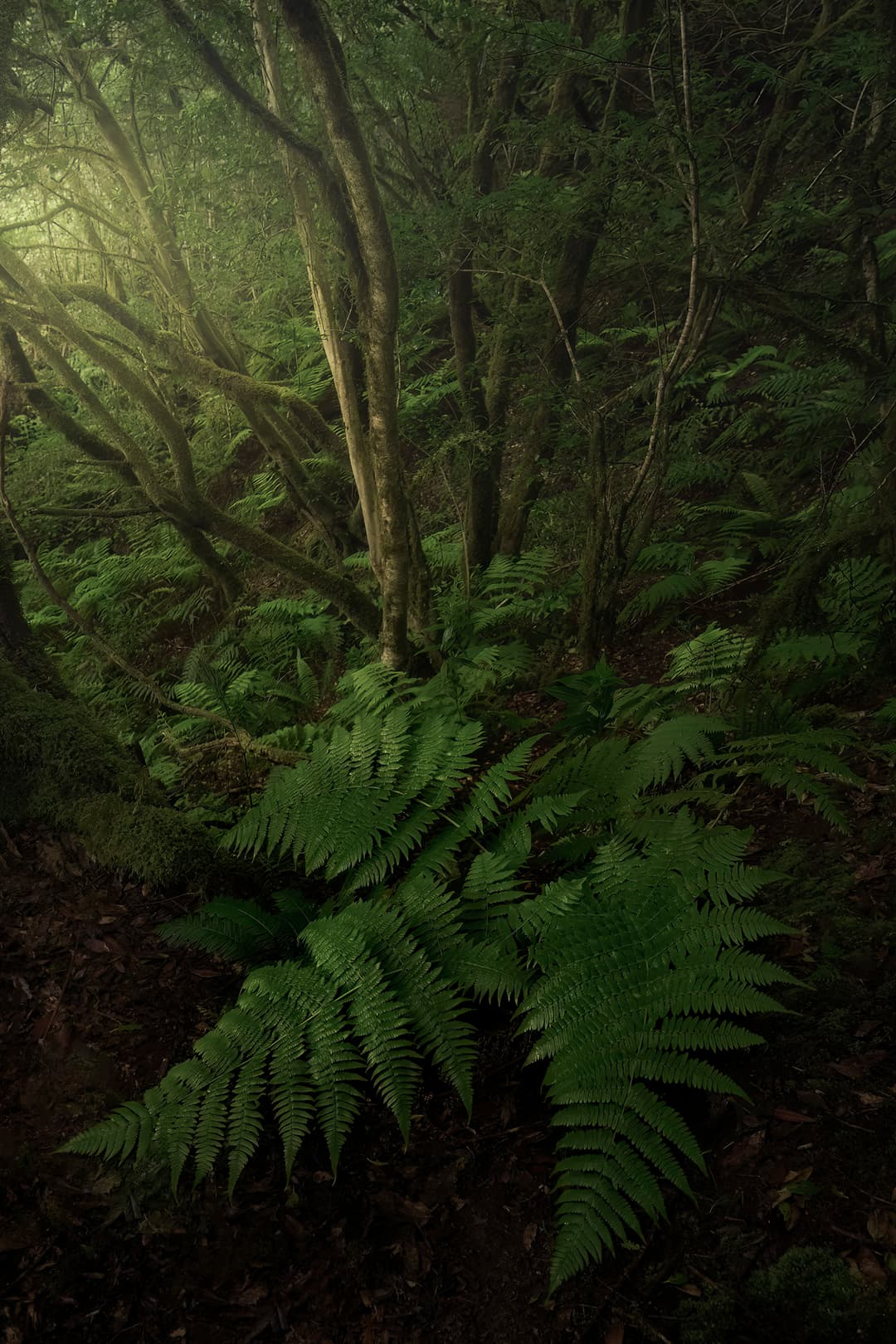Echoes in the Fernlight