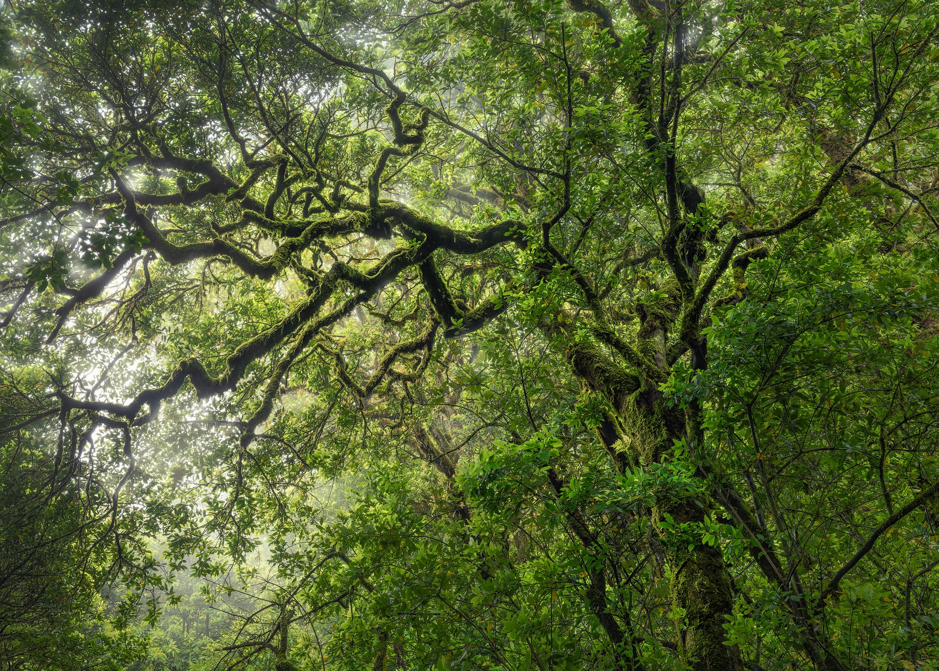Emerald Entanglement