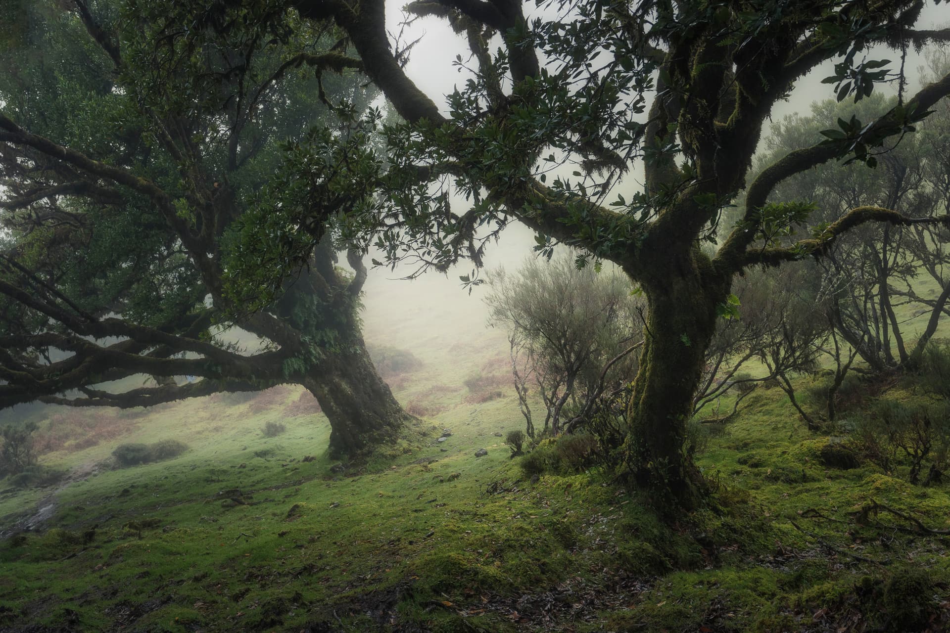 Emerald Silence