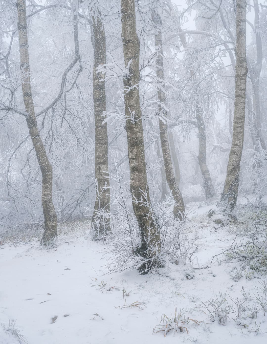 Frosted Souls