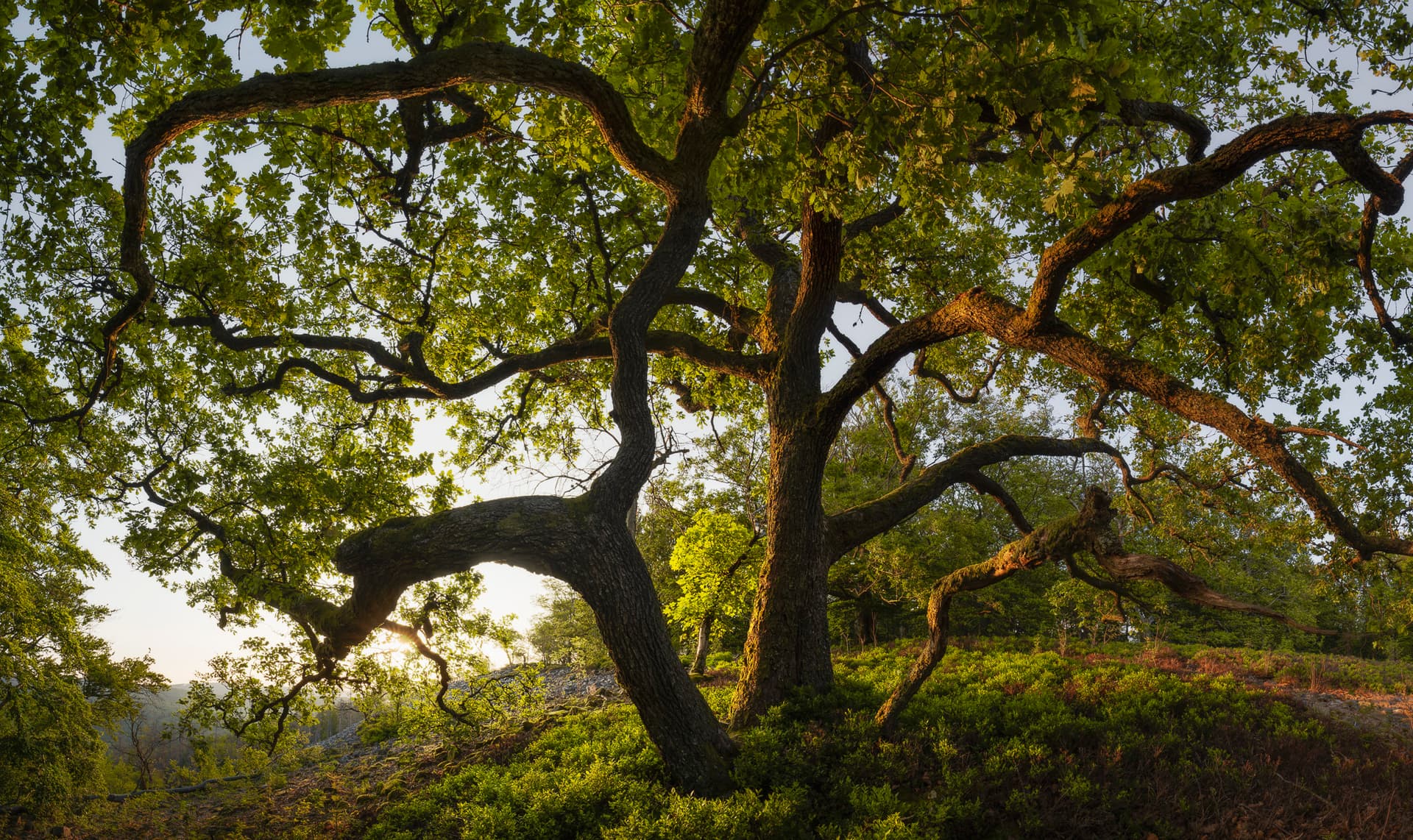 The Dancing Limbs