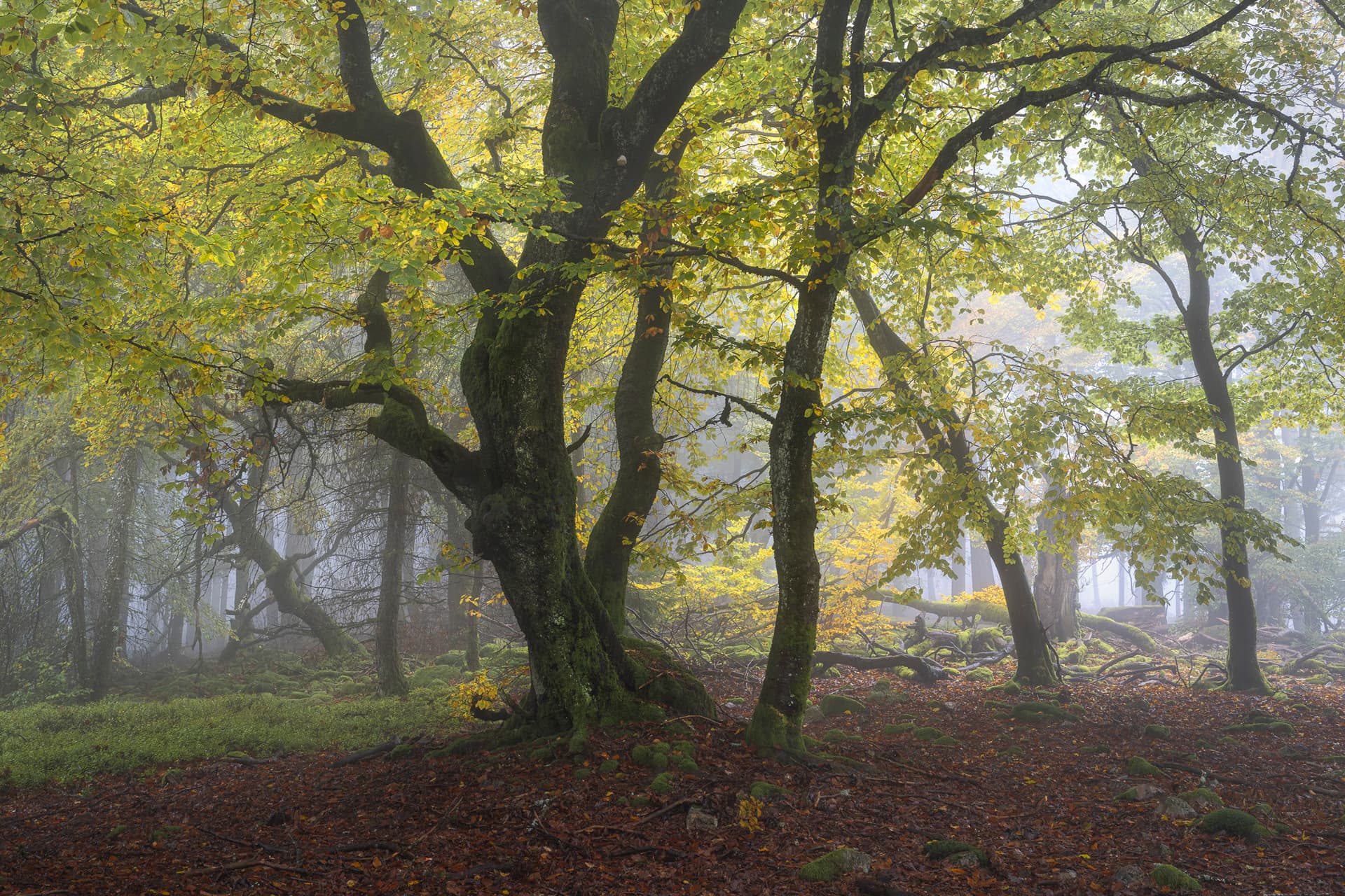The Enchanted Grove