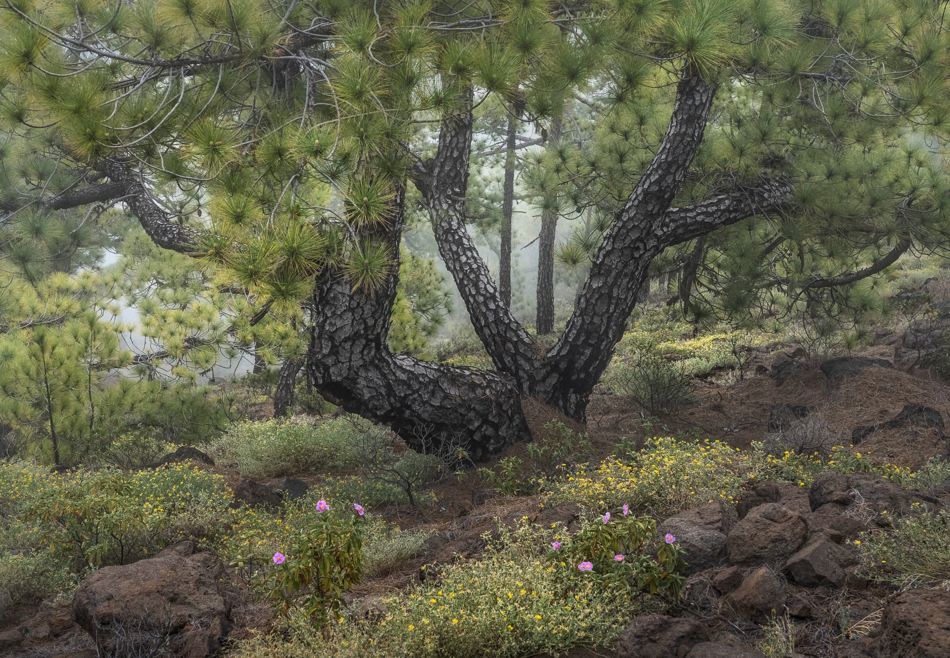 Where Pines Dance