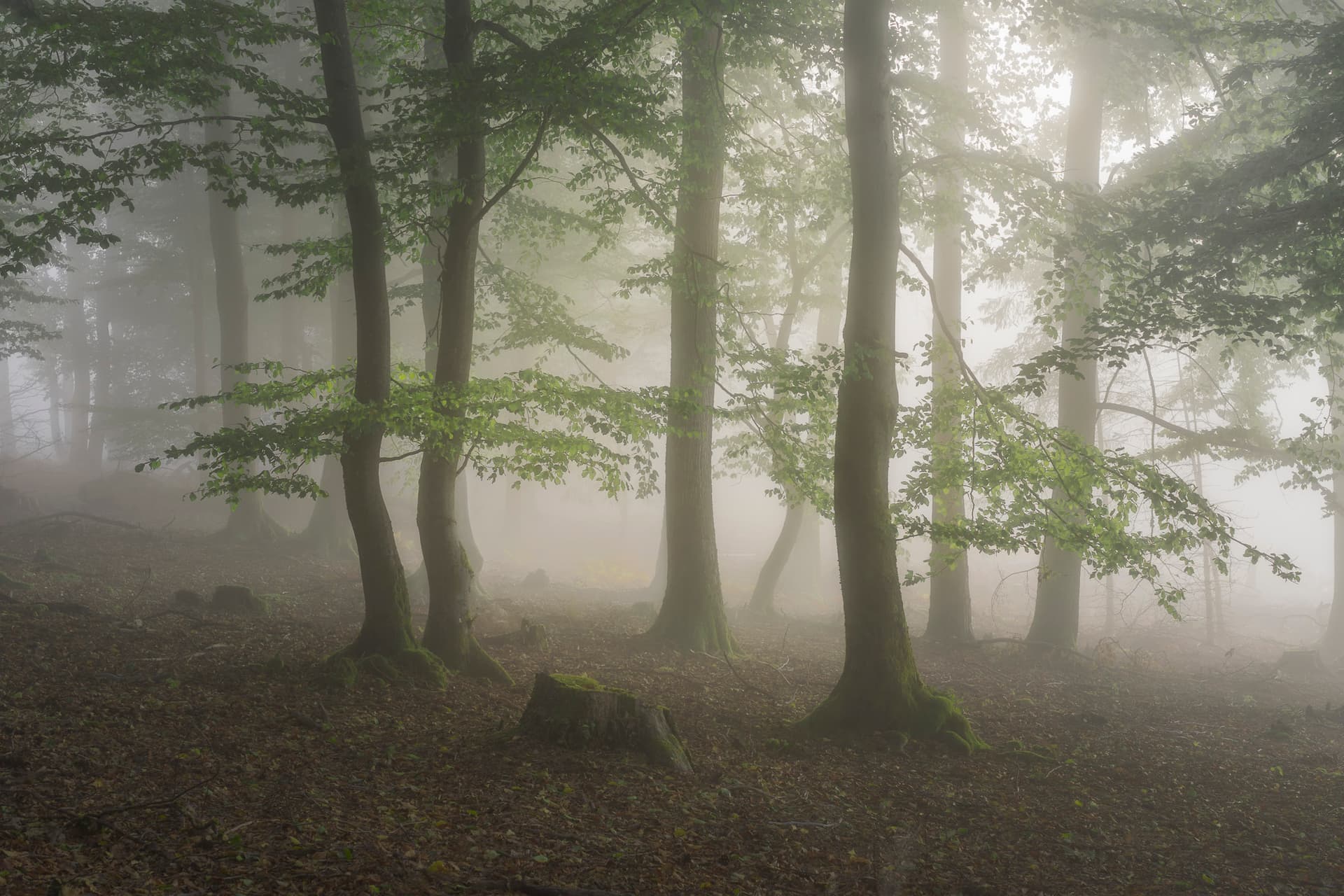 Whispers in the Mist