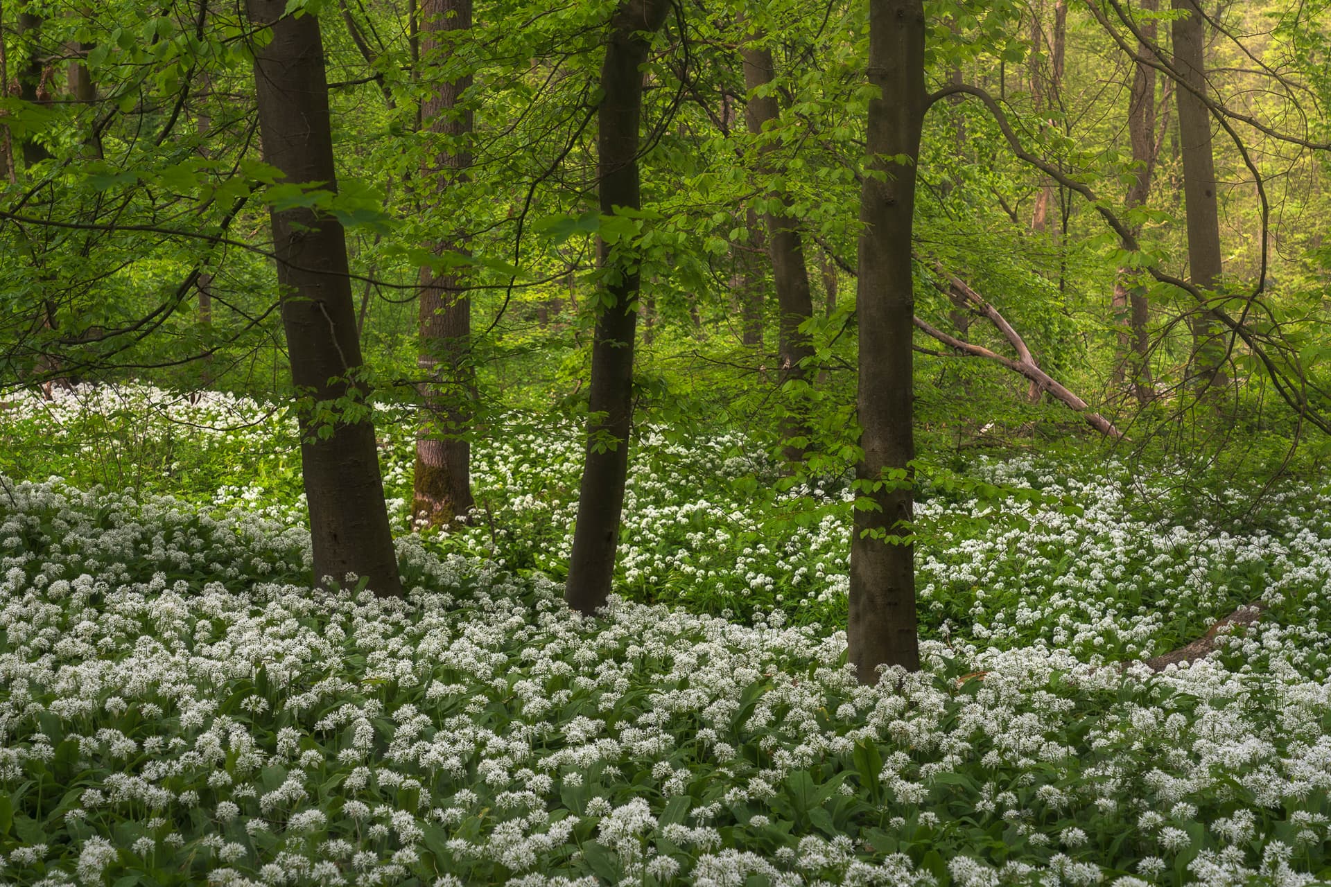 Wild Garlic Season II