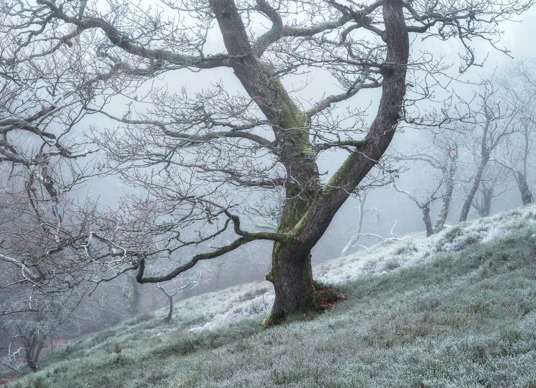 Winter’s Calligraphy