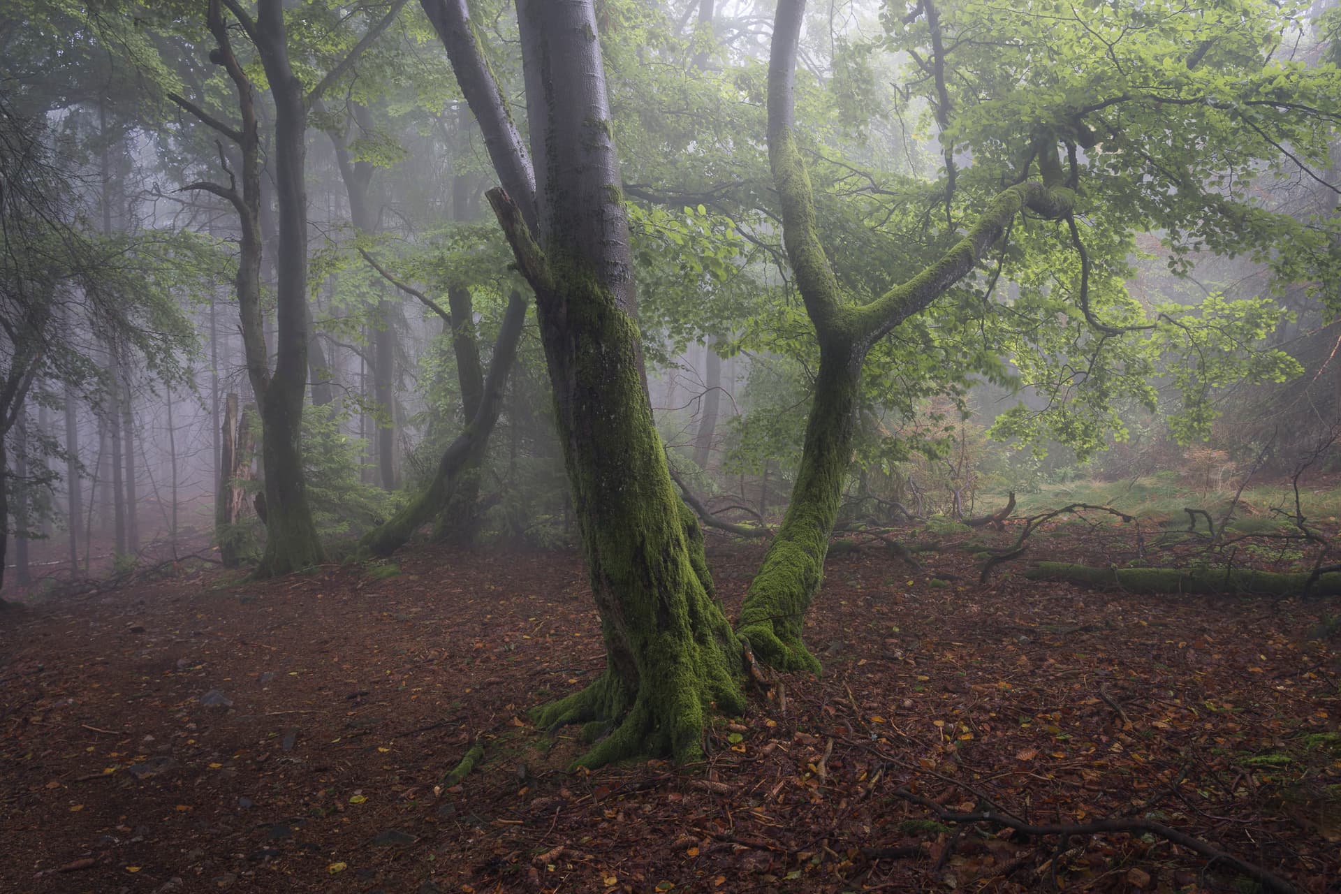 Moss-covered tree with a Y-shaped split trunk in a misty forest